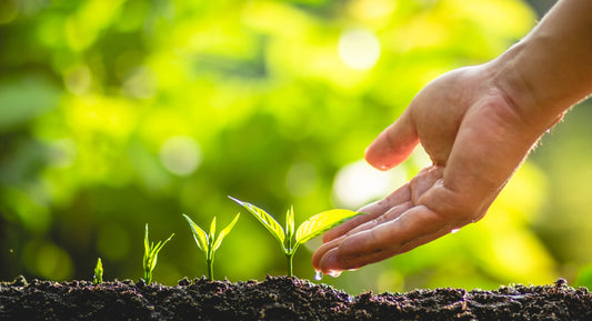 Alora Paints' Green Seal Certified Paints Now Qualify for LEED Low-Emitting Materials and Material Ingredient Optimization Credits